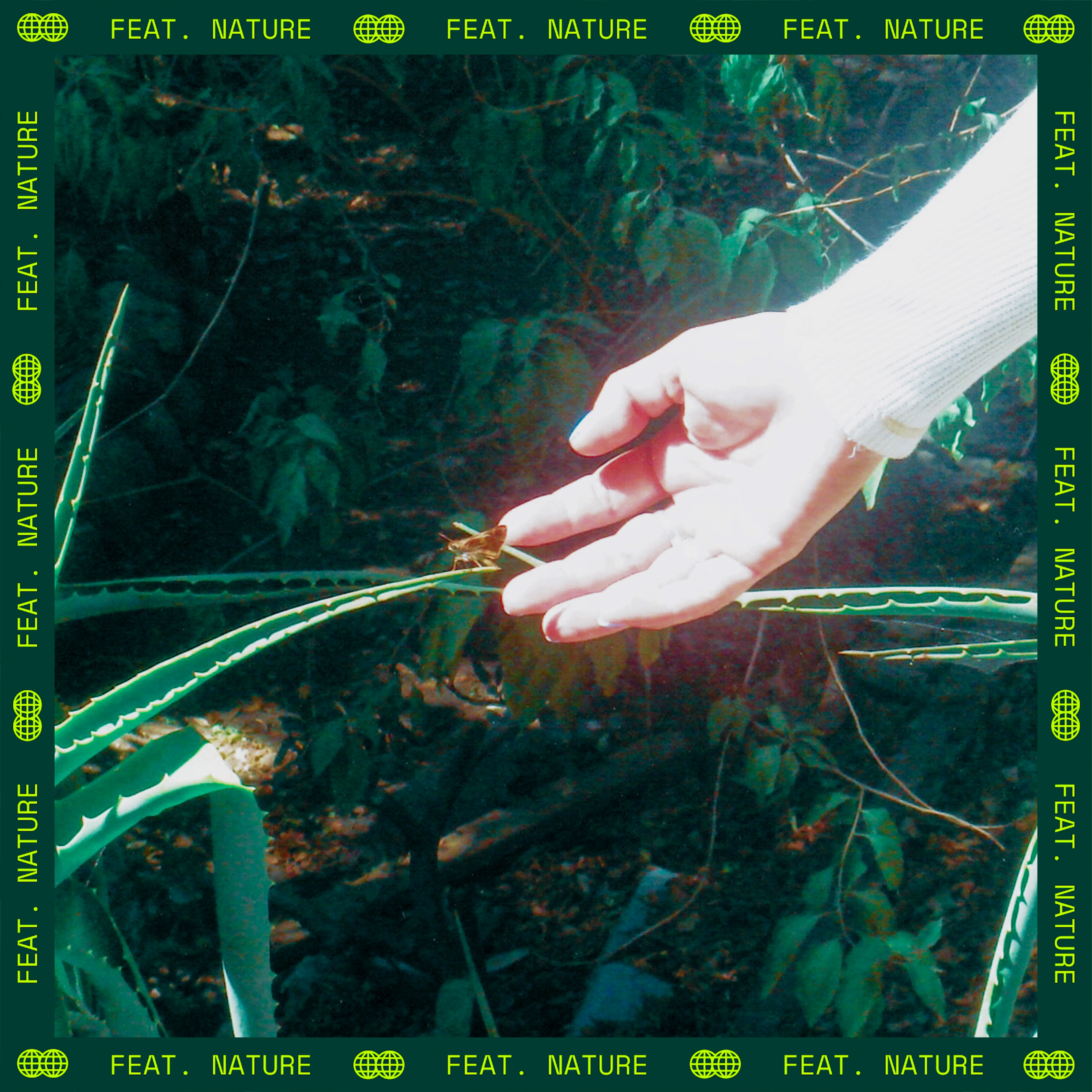 Nature - MariposaNocturna