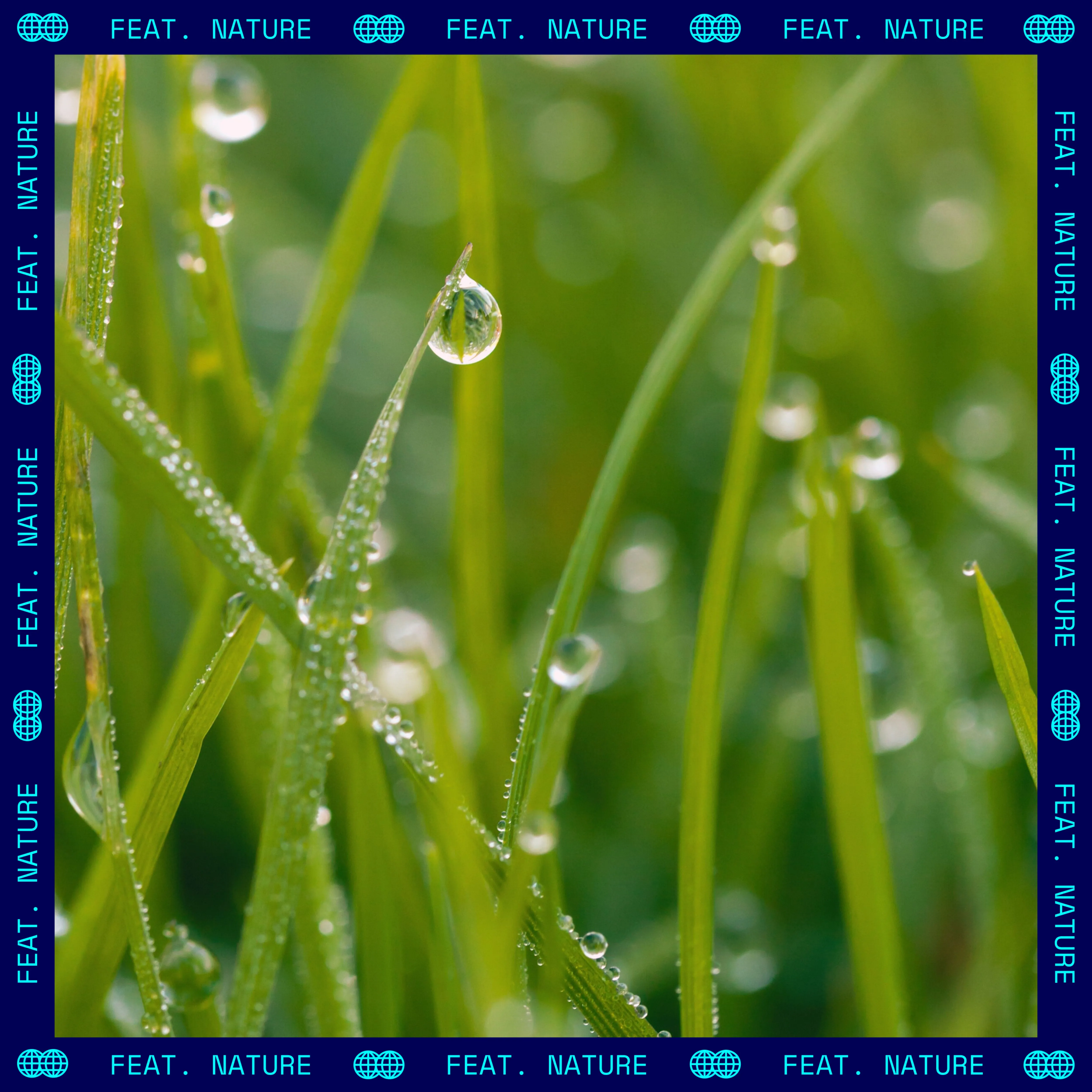 Nature - morningrain